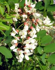 Robinia pseudoacacia