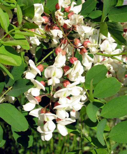 Fotografia de capa Robinia pseudoacacia - do Jardim Botânico