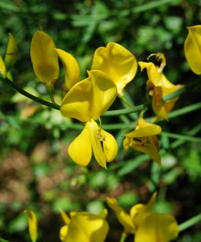 Fotografia de capa Spartium junceum - do Jardim Botânico