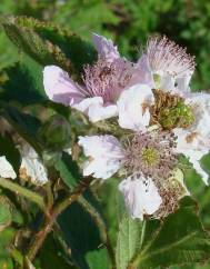 Rubus sampaioanus
