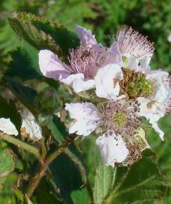 Fotografia da espécie Rubus sampaioanus