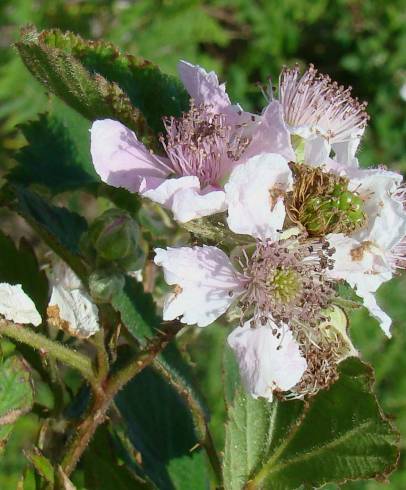 Fotografia de capa Rubus sampaioanus - do Jardim Botânico