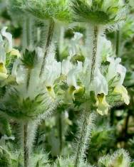 Fotografia da espécie Sideritis hirsuta subesp. hirsuta