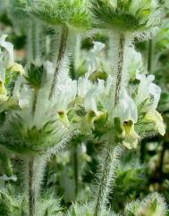 Sideritis hirsuta subesp. hirsuta