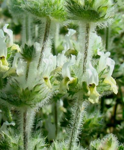 Fotografia de capa Sideritis hirsuta subesp. hirsuta - do Jardim Botânico