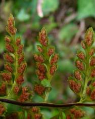 Fotografia da espécie Asplenium obovatum subesp. billotii