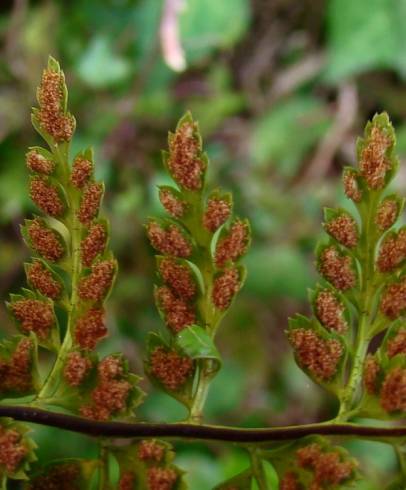 Fotografia de capa Asplenium obovatum subesp. billotii - do Jardim Botânico