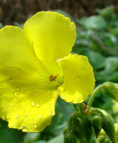 Fotografia de capa Oxalis pes-caprae - do Jardim Botânico