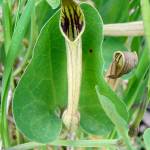 Fotografia 1 da espécie Aristolochia paucinervis do Jardim Botânico UTAD