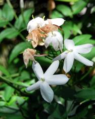 Fotografia da espécie Jasminum officinale