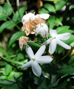 Fotografia da espécie Jasminum officinale