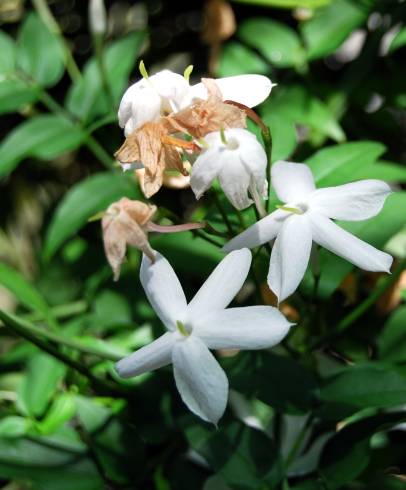 Fotografia de capa Jasminum officinale - do Jardim Botânico