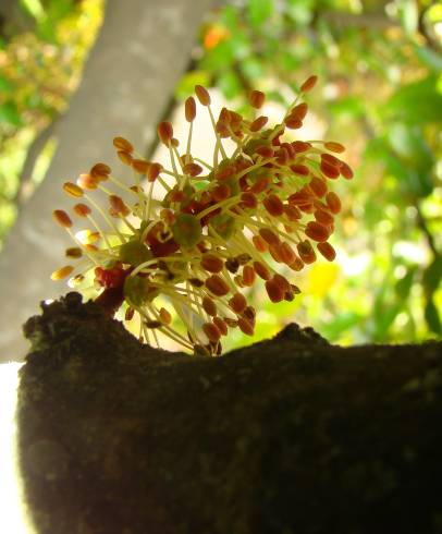 Fotografia de capa Ceratonia siliqua - do Jardim Botânico