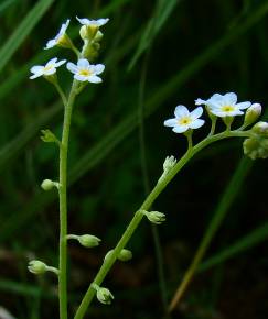 Fotografia da espécie Myosotis debilis