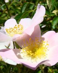 Fotografia da espécie Rosa blondaeana