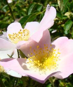 Fotografia da espécie Rosa blondaeana