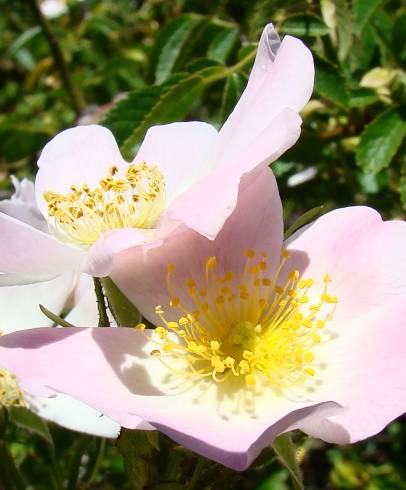 Fotografia de capa Rosa blondaeana - do Jardim Botânico