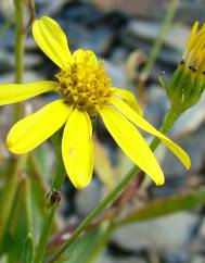 Senecio pyrenaicus subesp. caespitosus