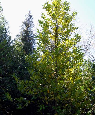 Fotografia de capa Ilex x koehneana - do Jardim Botânico