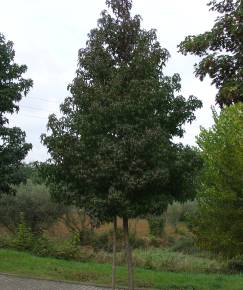 Fotografia da espécie Liquidambar styraciflua