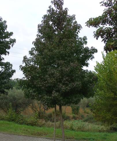 Fotografia de capa Liquidambar styraciflua - do Jardim Botânico