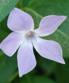 Fotografia da espécie Vinca major