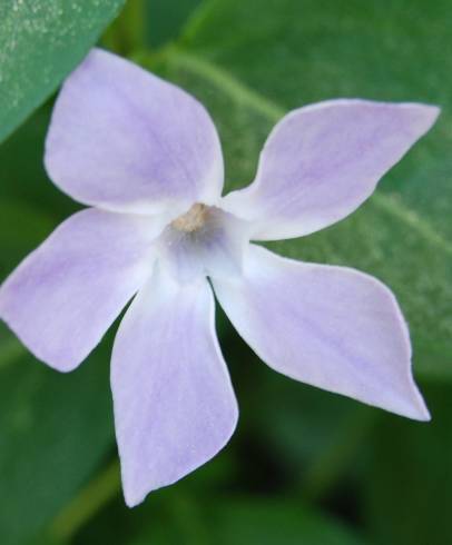 Fotografia de capa Vinca major subesp. major - do Jardim Botânico