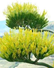 Fotografia da espécie Agave americana subesp. americana