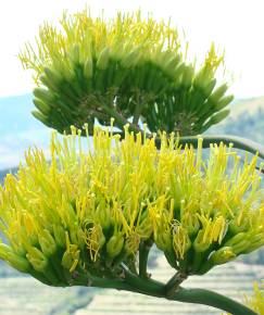 Fotografia da espécie Agave americana