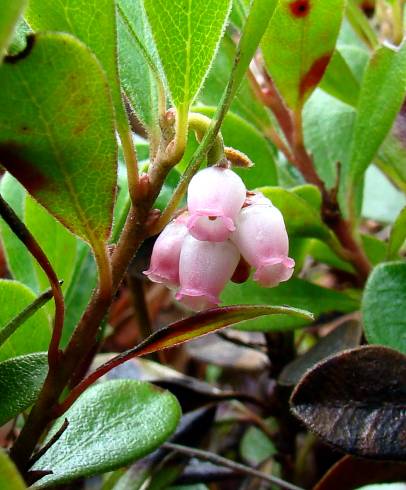 Fotografia de capa Arctostaphylos uva-ursi - do Jardim Botânico