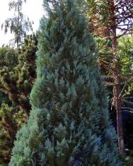 Fotografia da espécie Chamaecyparis lawsoniana var. allumii