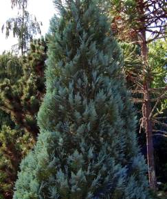 Fotografia da espécie Chamaecyparis lawsoniana