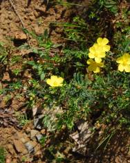 Fotografia da espécie Halimium calycinum