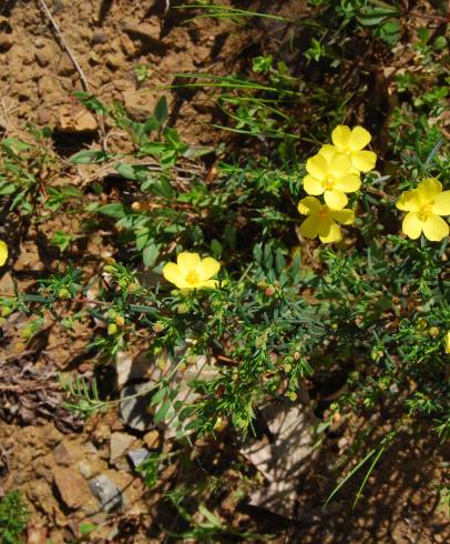 Fotografia de capa Halimium calycinum - do Jardim Botânico