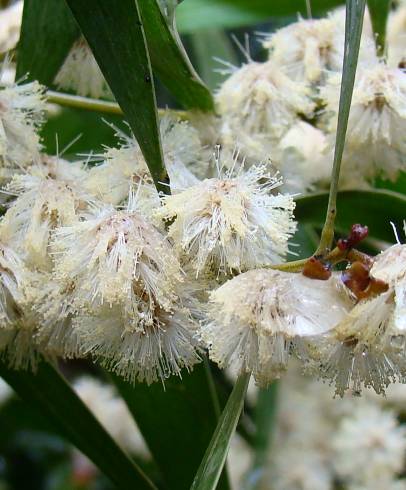 Fotografia de capa Acacia melanoxylon - do Jardim Botânico