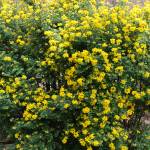 Fotografia 1 da espécie Coronilla glauca do Jardim Botânico UTAD