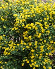 Fotografia da espécie Coronilla glauca