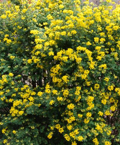 Fotografia de capa Coronilla glauca - do Jardim Botânico