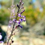 Fotografia 1 da espécie Anarrhinum longipedicellatum do Jardim Botânico UTAD