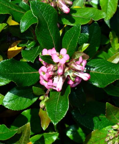 Fotografia de capa Escallonia laevis - do Jardim Botânico