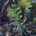 Fotografia 2 da espécie Euphorbia characias subesp. characias do Jardim Botânico UTAD