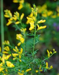 Genista triacanthos