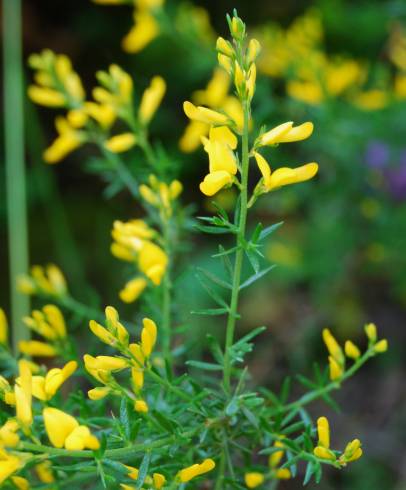 Fotografia de capa Genista triacanthos - do Jardim Botânico