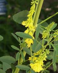 Fotografia da espécie Melilotus officinalis