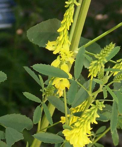 Fotografia de capa Melilotus officinalis - do Jardim Botânico