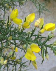 Fotografia da espécie Ulex europaeus subesp. europaeus