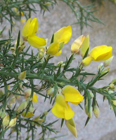 Fotografia de capa Ulex europaeus subesp. europaeus - do Jardim Botânico