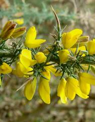 Ulex minor