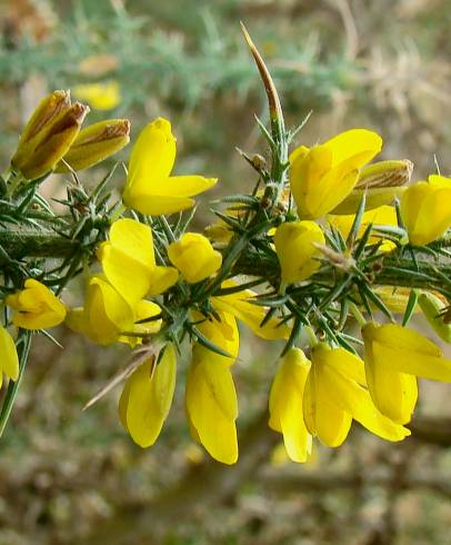 Fotografia de capa Ulex minor - do Jardim Botânico