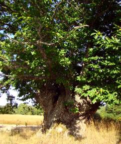 Fotografia da espécie Castanea sativa